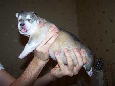 pugwash.jpg